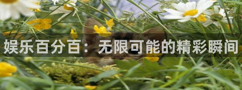 摩登7app下载地址：娱乐百分百：无限可能的精彩瞬间